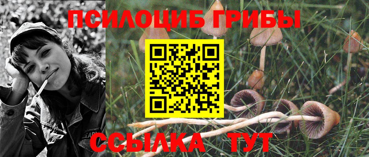 Псилоцибиновые грибы Cubensis  дарнет шоп  Новокубанск  Вход с VPN 
